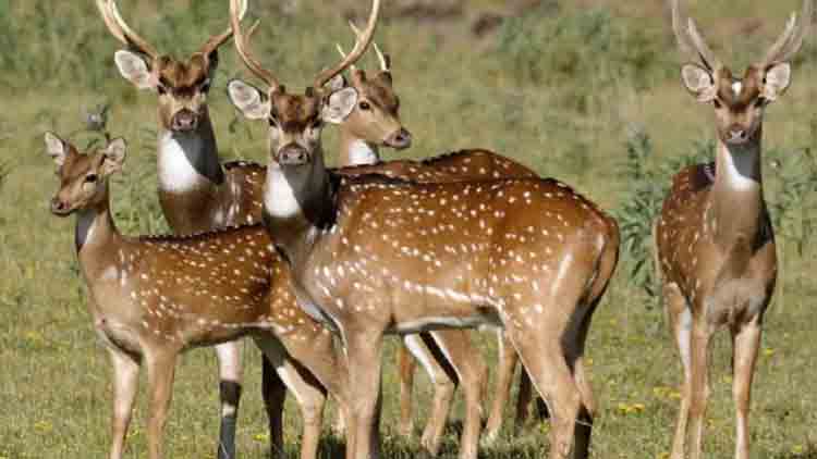 Entre Ríos será sede de un foro científico nacional sobre estudio de los mamíferos