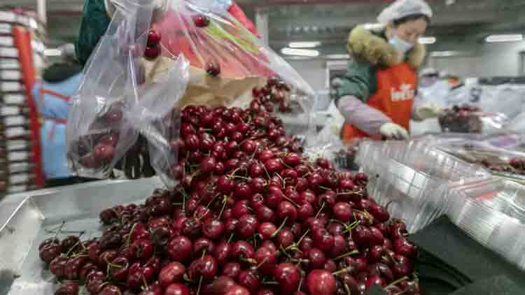 Productores de cereza advierten que quedan “fuera de competencia” por las importaciones