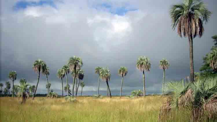 Se creó el Área Natural Protegida Les Amis y se declaró a la Palmera Yatay como Monumento Natural