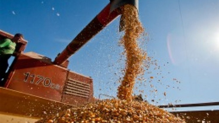 A la mayoría de los agricultores entrerrianos que arriendan campos sólo les conviene producir soja