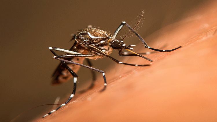 Aedes Aegypti: Paraná se suma a monitoreo y trabajará en proyecto junto a escuelas