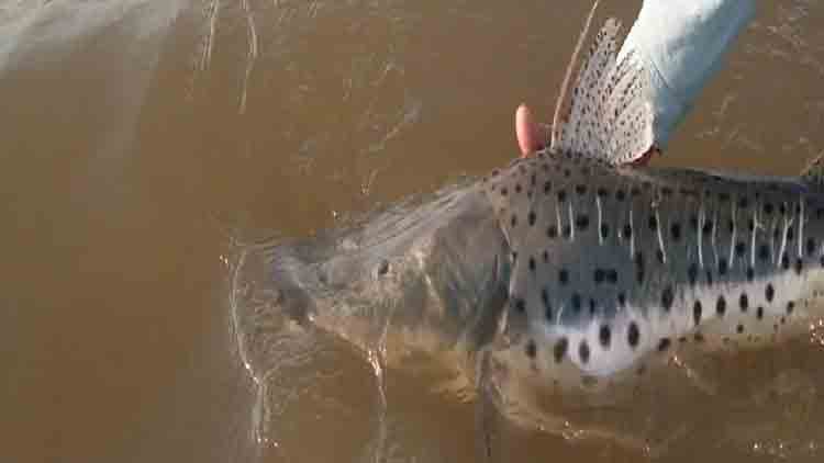 Entre Ríos prohibió la pesca del surubí para proteger a la especie: será hasta el 15 de marzo